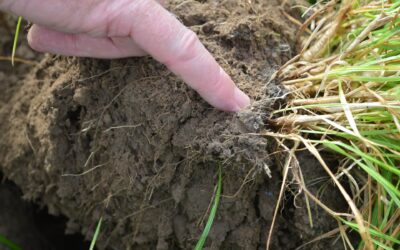 How to do you Utilise Inputs More Effectively to Maximise Yield