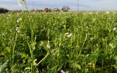 What is the Sustainable Farming Initiative?