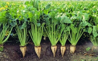 How do I Make an SFI Application: A Step-by-Step Guide