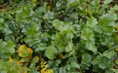 What is Regenerative Agriculture and What Methods are Available?