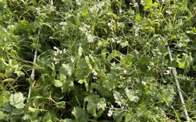 What Are Cover Crops and How Do They Work?