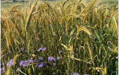 What Are Companion Crops and How Do They Work?