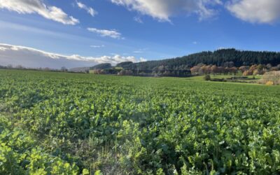 What is a catch crop and how do they work?