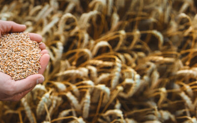 How Can Regenerative Agriculture Help Sequester Carbon from the Atmosphere