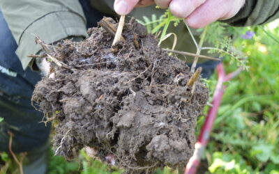 How Can Regenerative Agriculture Improve Water Quality?