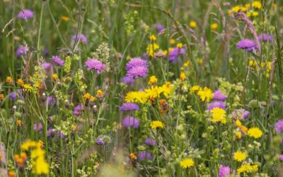 What Are Functional Field Margins and How They Work?