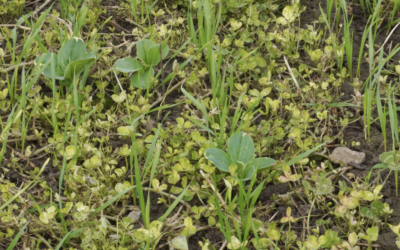 What is Climate Smart Farming?