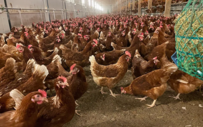 What Is the Best Way to Manage Poultry Litter on My Farm?