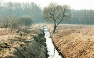 How Do I Capture Nutrients in Farmland to Prevent Water Pollution?