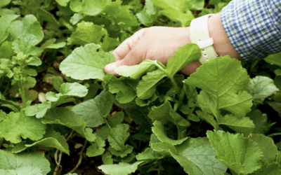 What is the Best Way to Establish Cover Crops?