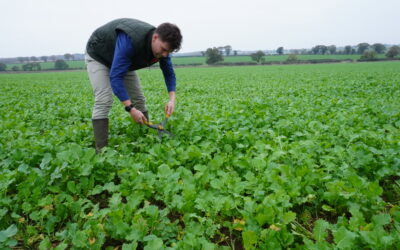 How Do Legume Leys Improve Soil Health?