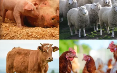 What is Rotational Grazing? A Sustainable Approach to Pasture Management