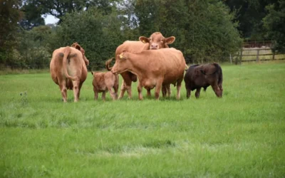 What is Mob Grazing? A Sustainable Farming Practice for Healthier Pastures