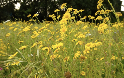 How Do I Manage My Field Margins to Encourage Biodiversity?