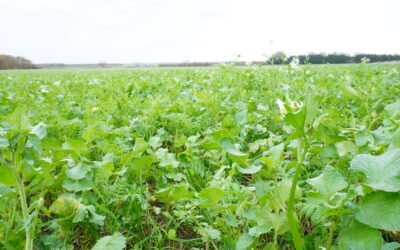 How Best Do I Manage My Cover Crops?