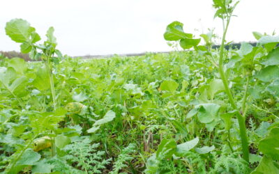 Are Cover Crops Worth the Cost?