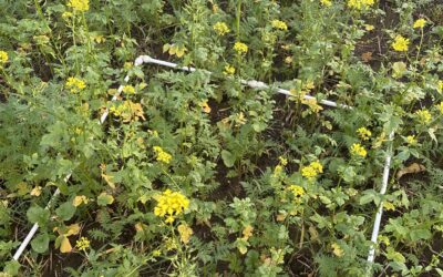 What Are the Benefits of Regenerative Agriculture?