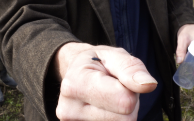 How Can a Functional Field Margin Help to Increase Biodiversity and Decrease the Use of Pesticides?