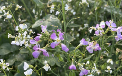 What is a Biodiversity Action Plan for Farming?