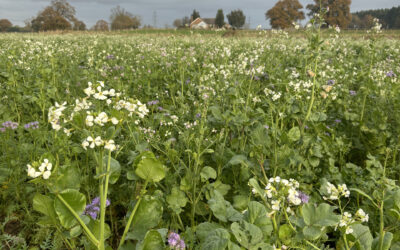 How Do Wildflower Strips Help Biodiversity?