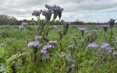 What Are Pollinator-Friendly Farming Practices?