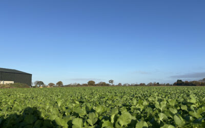 Does Carbon Farming Increase Farm Profitability? A Comprehensive Guide