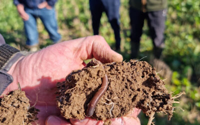 What Are the Benefits of Using Perennial Crops in Rotations for Farms?