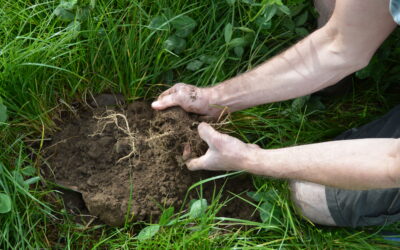 Effective Strategies on How to Increase Soil Fertility Naturally