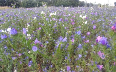 Why Permaculture is the Future of Sustainable Agriculture