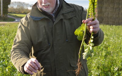 How Can Different Root Structures Improve My Soil Health?