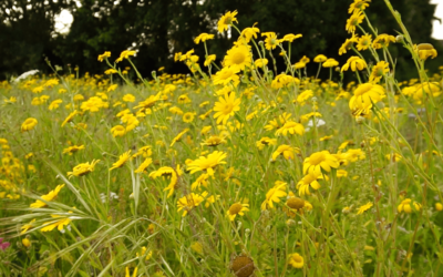 What are the Benefits of a Biodiversity Plan?