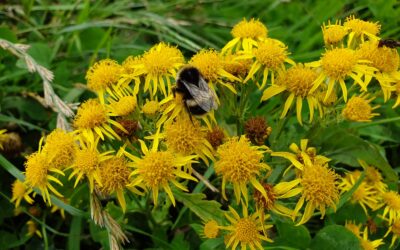 What Are the Alternatives to Pesticides on Farms?