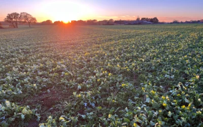 How Can Businesses Reduce Their Carbon Footprint?