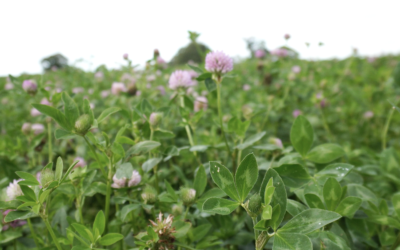 How Do Herbal Leys Improve Soil Health?