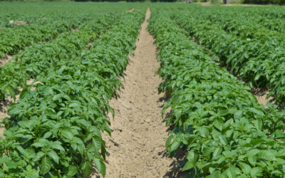 Press Release: World Soil Day – Kp Snacks Takes The Next Step In Implementing Regenerative Farming Initiatives Alongside Agricultural Experts Sustainable Futures And UK Potato Growers