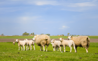Grazing in Wet Weather Without Damaging Soil?