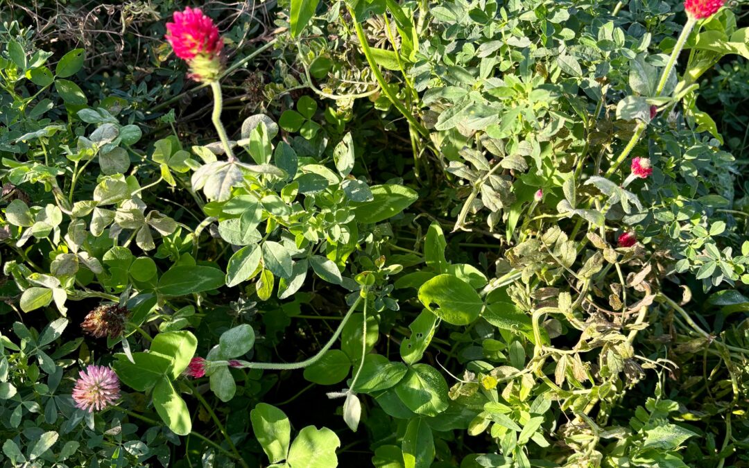 cover crops