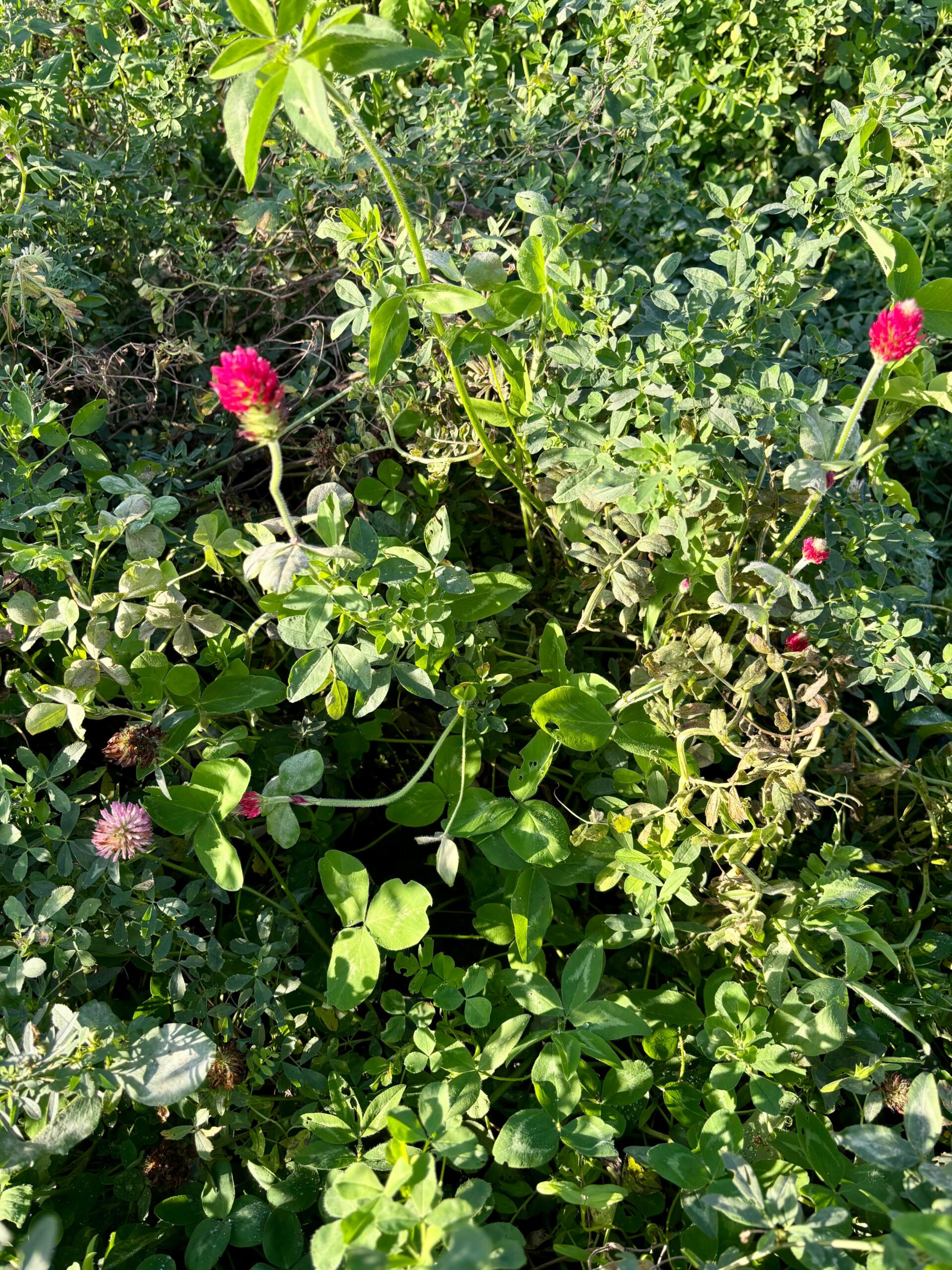 cover crops