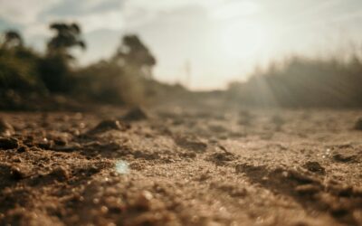 Protect Soils: What Steps Can Farmers Take Before Winter?