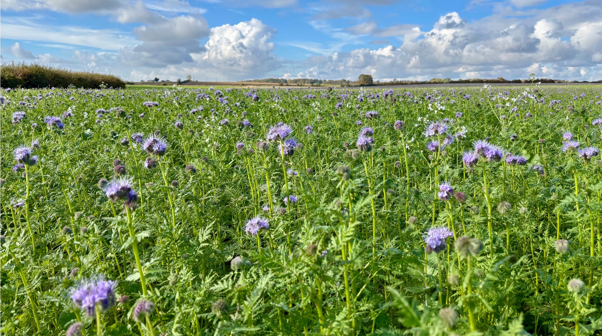 environmental payments