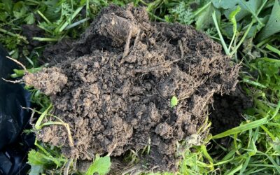 How Do Carbon Credits Work for Farmers?