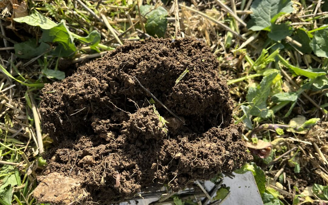 soil health