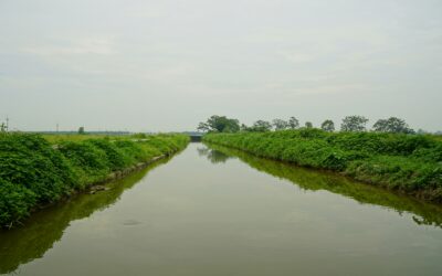 What Are the Water Quality Impacts of Autumn Cultivation vs No-Till?