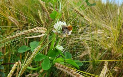 How Do I Value Natural Capital in My Business Plan?