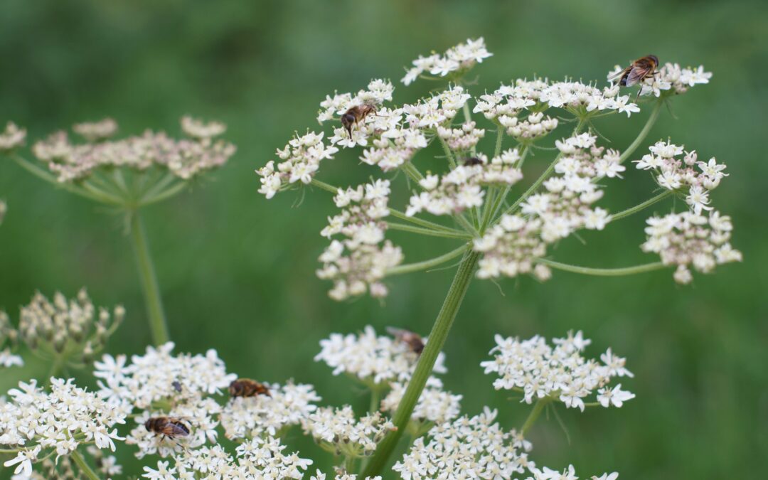 biodiversity projects