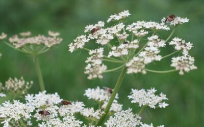 How Can I Fund Biodiversity Projects on My Farm?