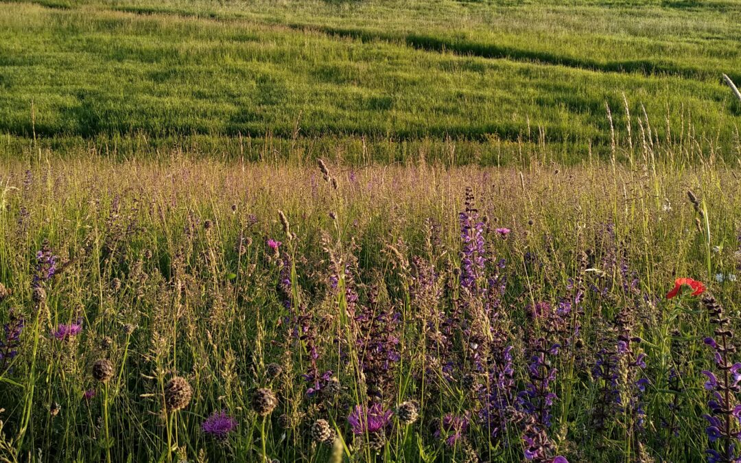 environmental payments