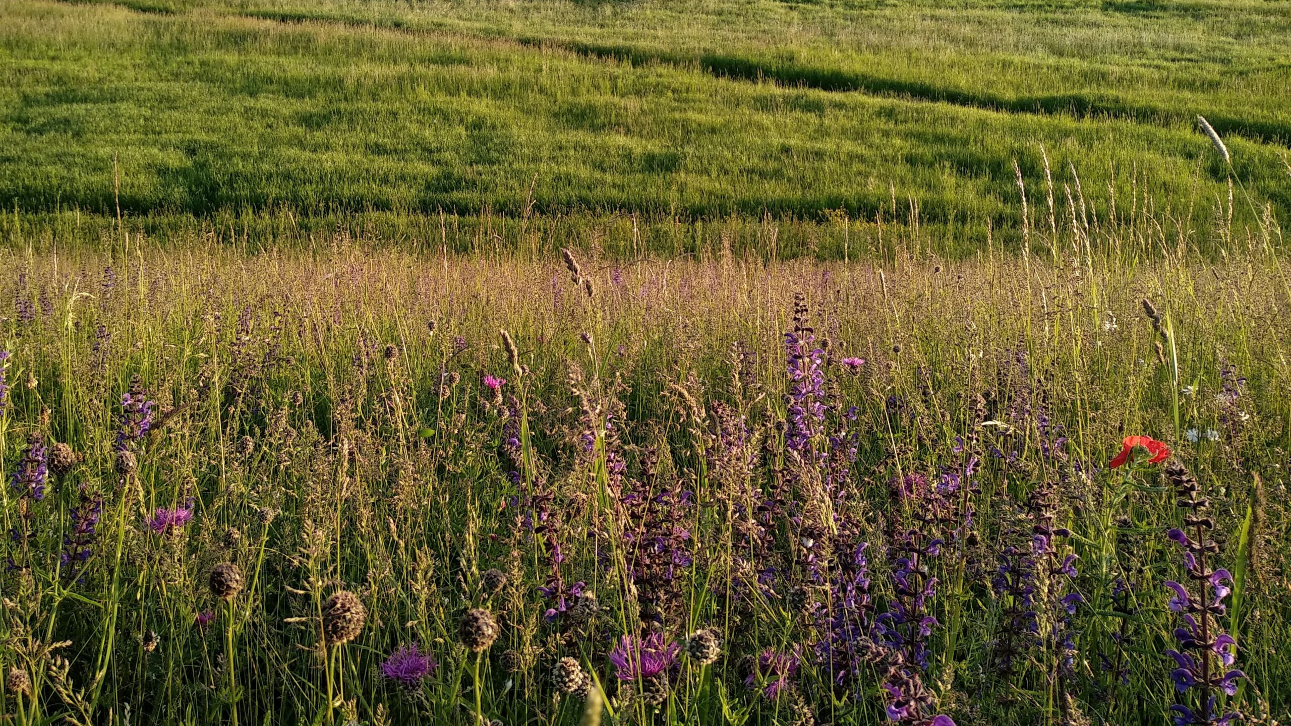 environmental payments