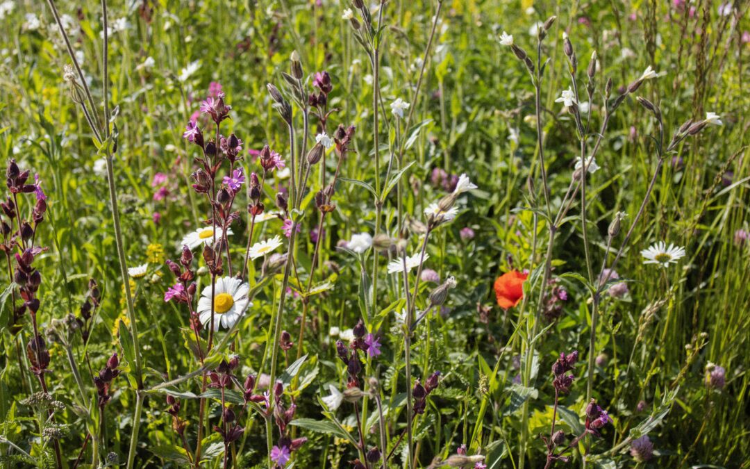 nature-based solutions