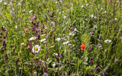 What Is the Business Case for Nature-Based Solutions?